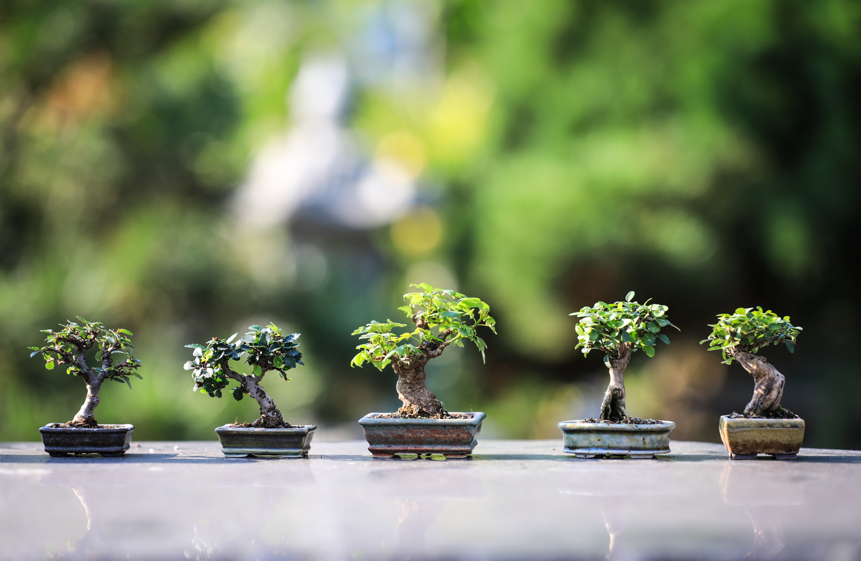 image of bonsai plants